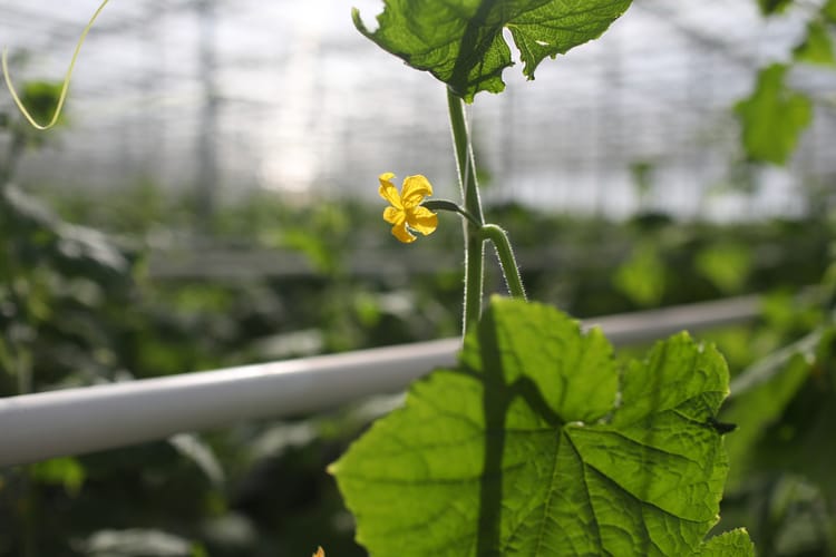 Kazahstan Kulsary, cucumber greenhouse, stills footage 44