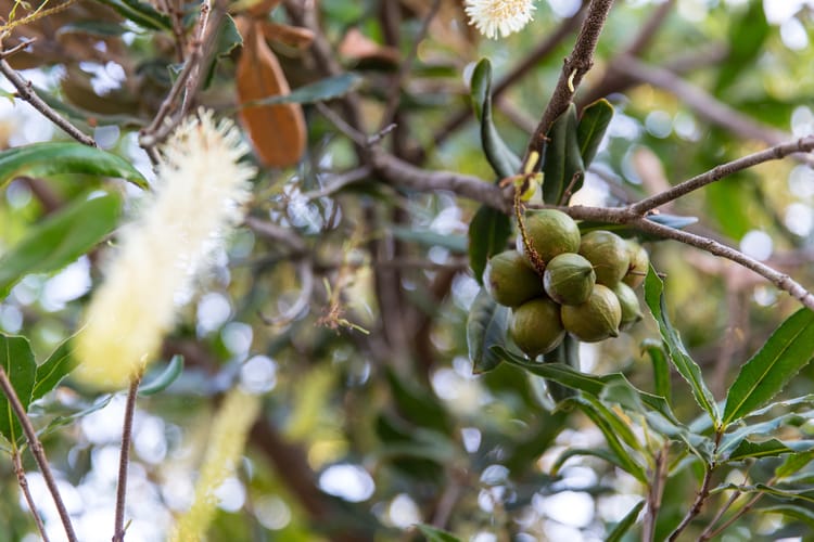 nuts, drip irrigation & sprinklers South Africa 5