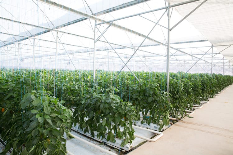 Greenhouse Peppers - South Africa 5