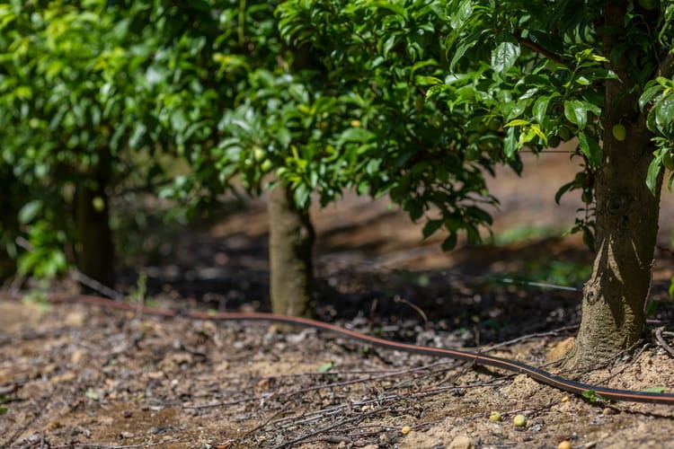 Dripperlines & Drippers