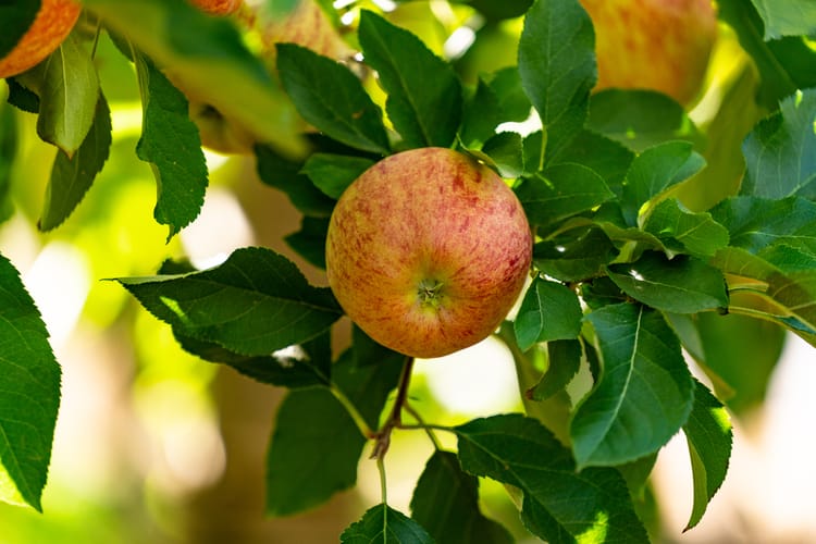 Orchards, Western Cape South Africa 1