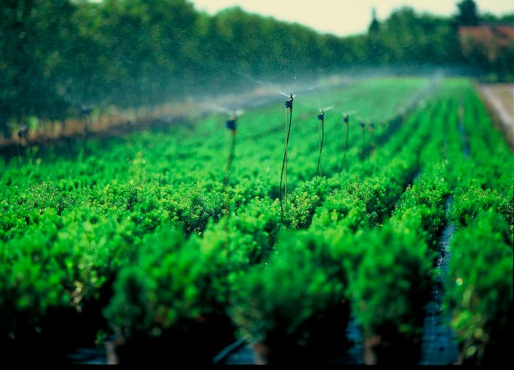 Super net in the field 2