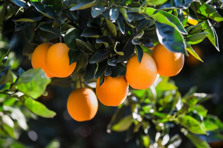 Citrus in South Africa, Drip Irrigation 14