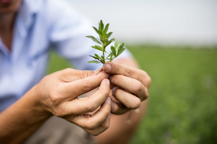 Alfalfa Farmer Menghini 13