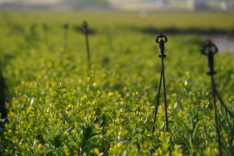 Blueberry project in Yunan province, China 07
