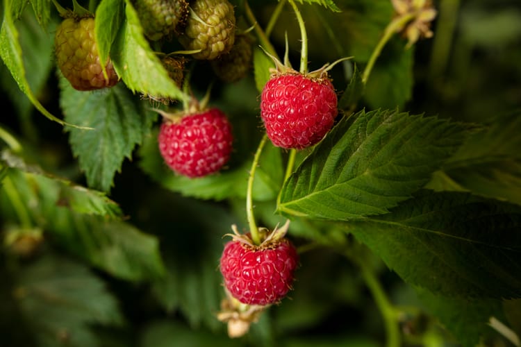 shooting berries 1, cd guzman, jaslico, México.