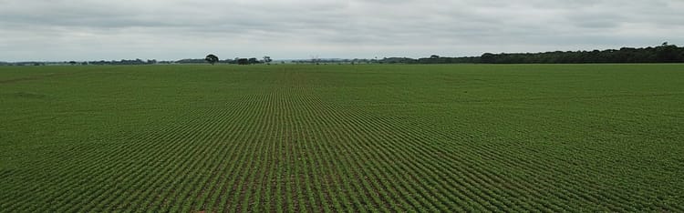 Banner From the Field: How California's January Rainfall Surge Impacts Agriculture