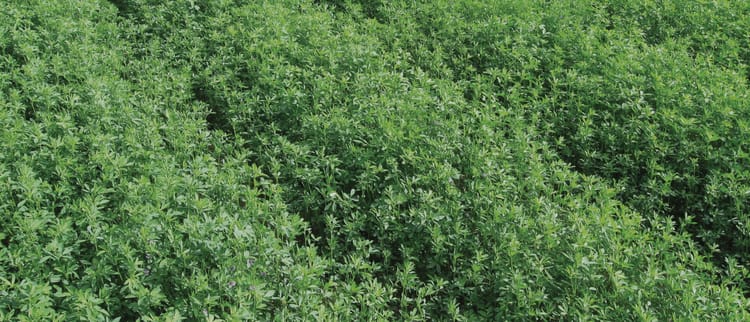 Ottieni più tagli e foraggio a costi inferiori