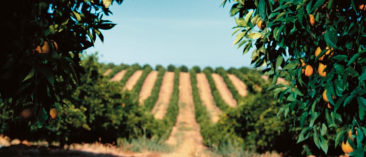 Soluções de irrigação inteligente para culturas perenes