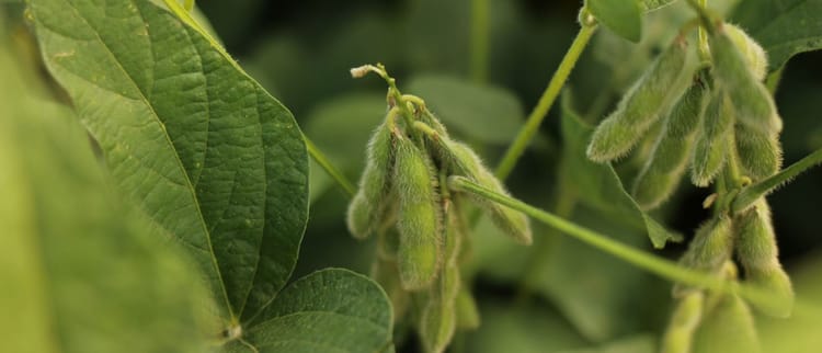 Os melhores resultados em todas as safras.