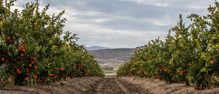 Coltiva agrumi di qualita' superiore
