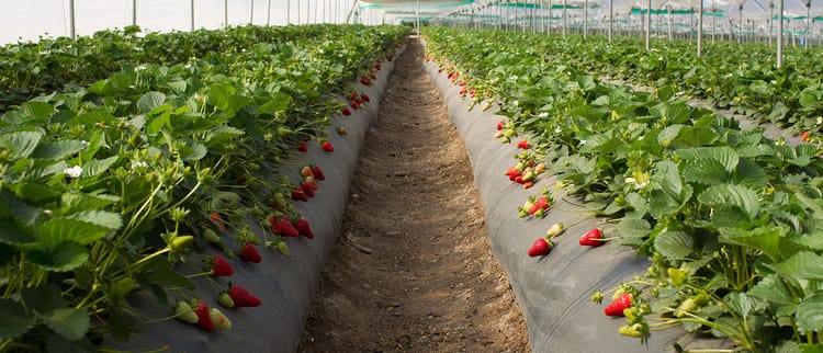 Raccogli fragole di qualita'