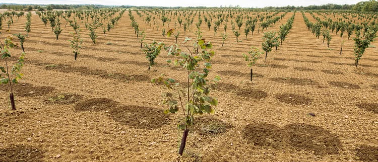 Produci piu' nocciole. Stagione dopo stagione.