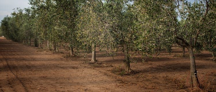 L'irrigazione il promotore della qualita' dell'olio