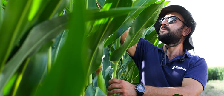 ŞİMDİYE KADARKİ EN İYİ MISIRINIZI YETİŞTİRİN.