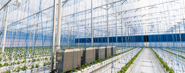 Banner Sustainable Food Production: Indoor Farming in Smart Cities