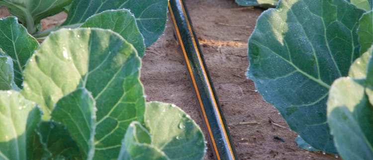 Líneas de goteo y goteros