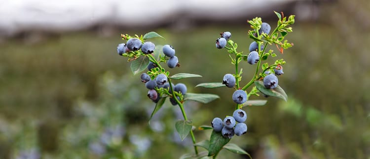 Banner Embracing an Entrepreneurial Mindset: 3 Takeaways from the Silicon Valley 