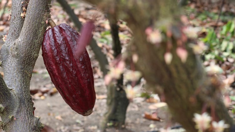 Cocoa_Bahia_Brazil 05