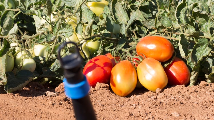 industrial tomato_GO_Brazil 14