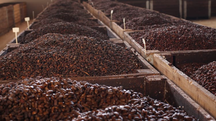 Cocoa_Bahia_Brazil 24