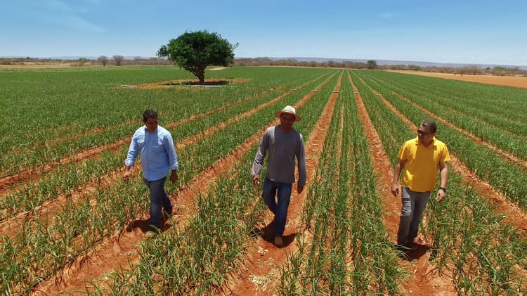 Onion_Bahia_Brazil 15