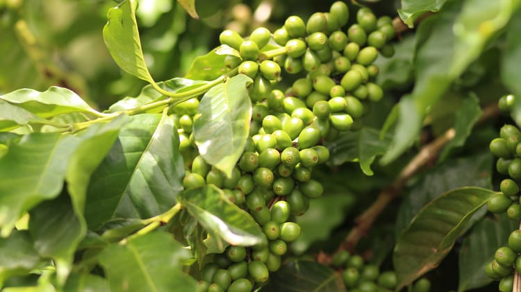 Coffee_Arabica_MG_Brazil 18