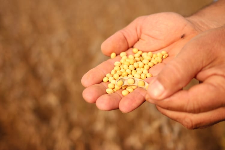 FERTIRRIGAÇÃO AVANÇADA: CULTIVOS MELHORES, SEMPRE