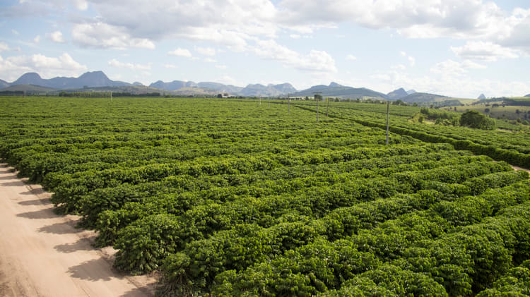 Coffee_Conilon_BA_Brazil 01