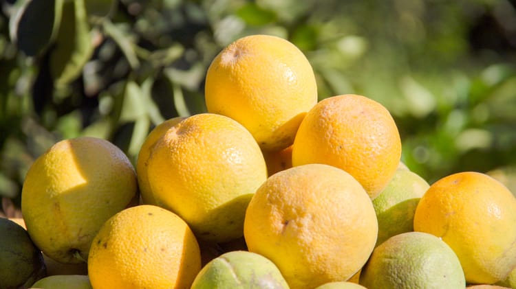 Solução para um cultivo saudável e produtivo