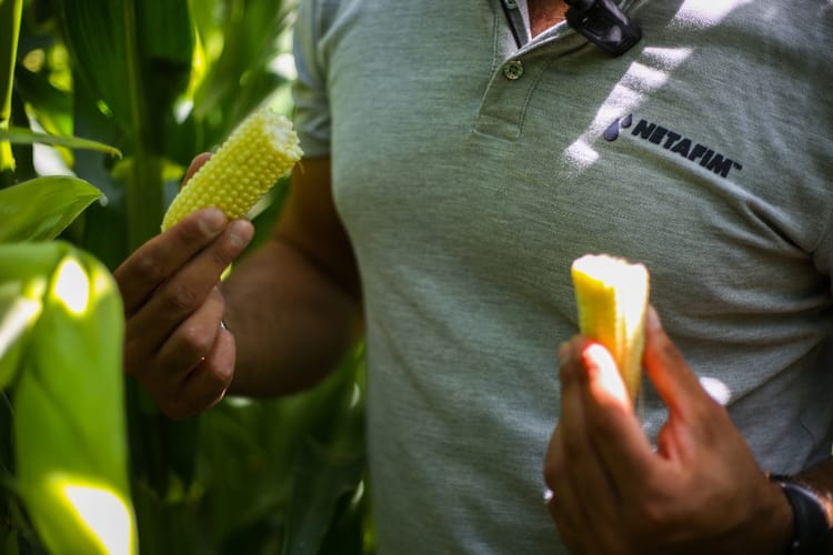 Turkey Corn Photoshooting 30