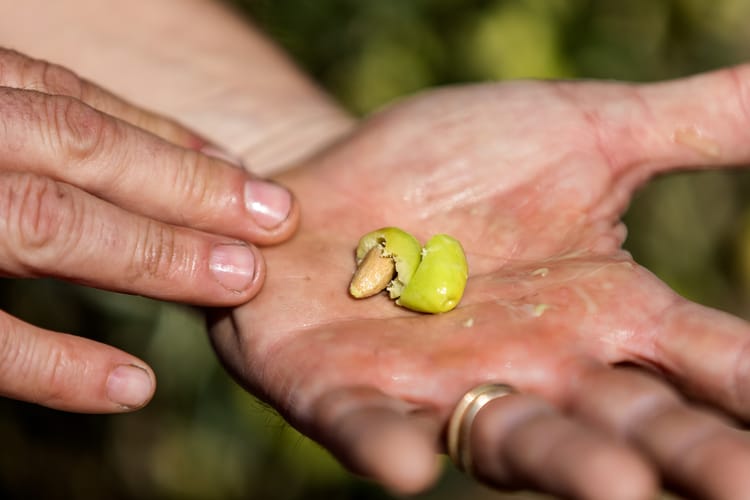 Olives 28