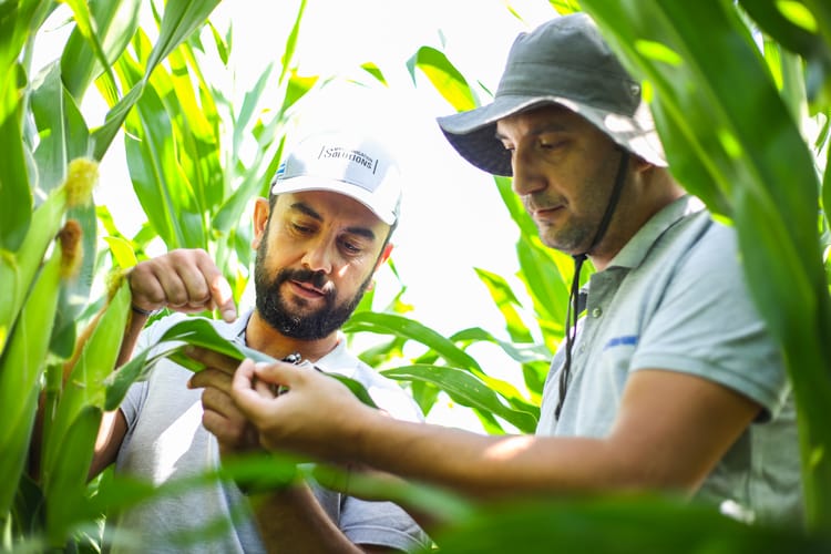 Turkey Corn Photoshooting 28