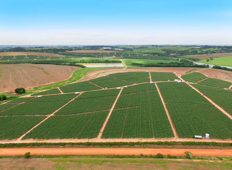 Large-tomato_field_brazil 20