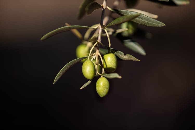 Olives 22