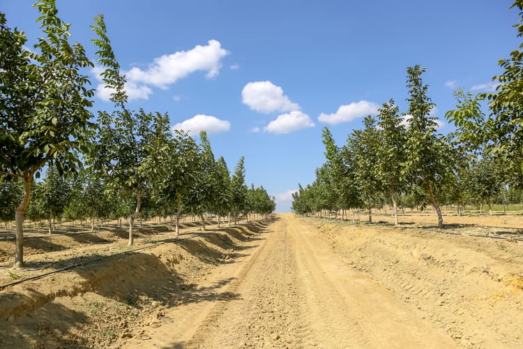 Turkey Walnut Orchard Photoshooting 02