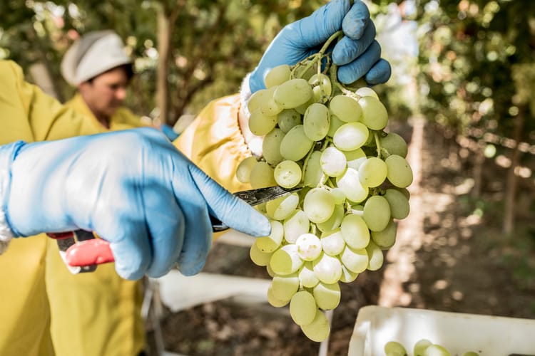 Uva da tavola - grapes farmer 06