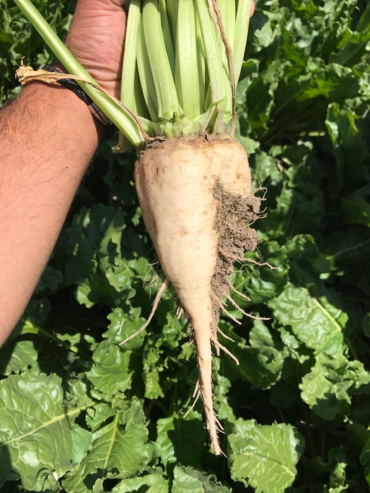 Turkey_Sugarbeet 02 