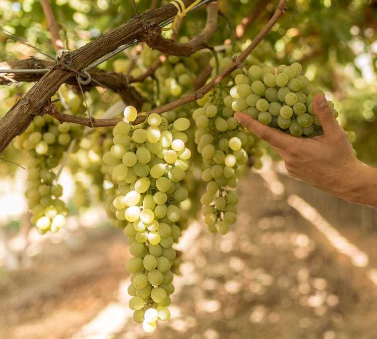 Uva da tavola - grapes farmer 18