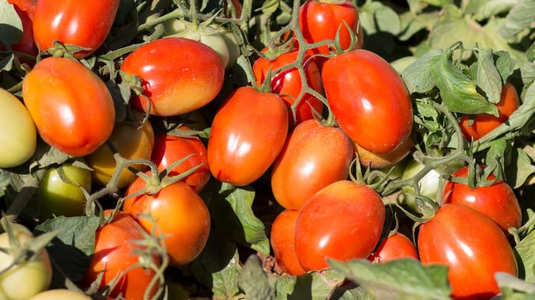 industrial tomato_GO_Brazil 07
