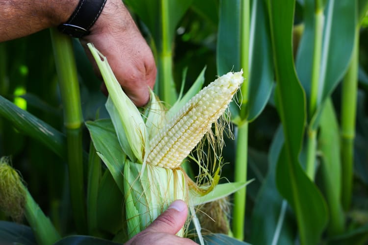 Turkey Corn Photoshooting 12