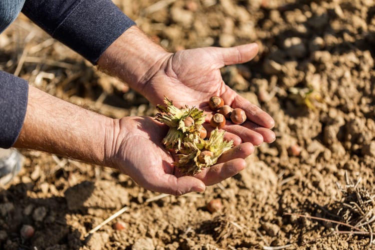 Hazelnut Farmer  21
