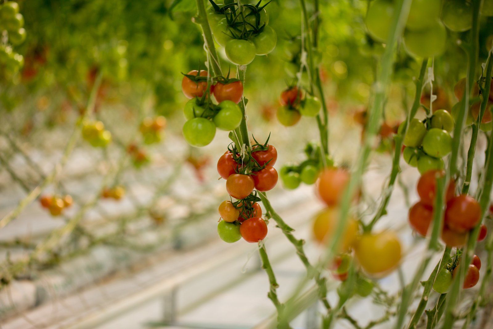 USDA bets $700M on regenerative farming, and Netafim says it's ready