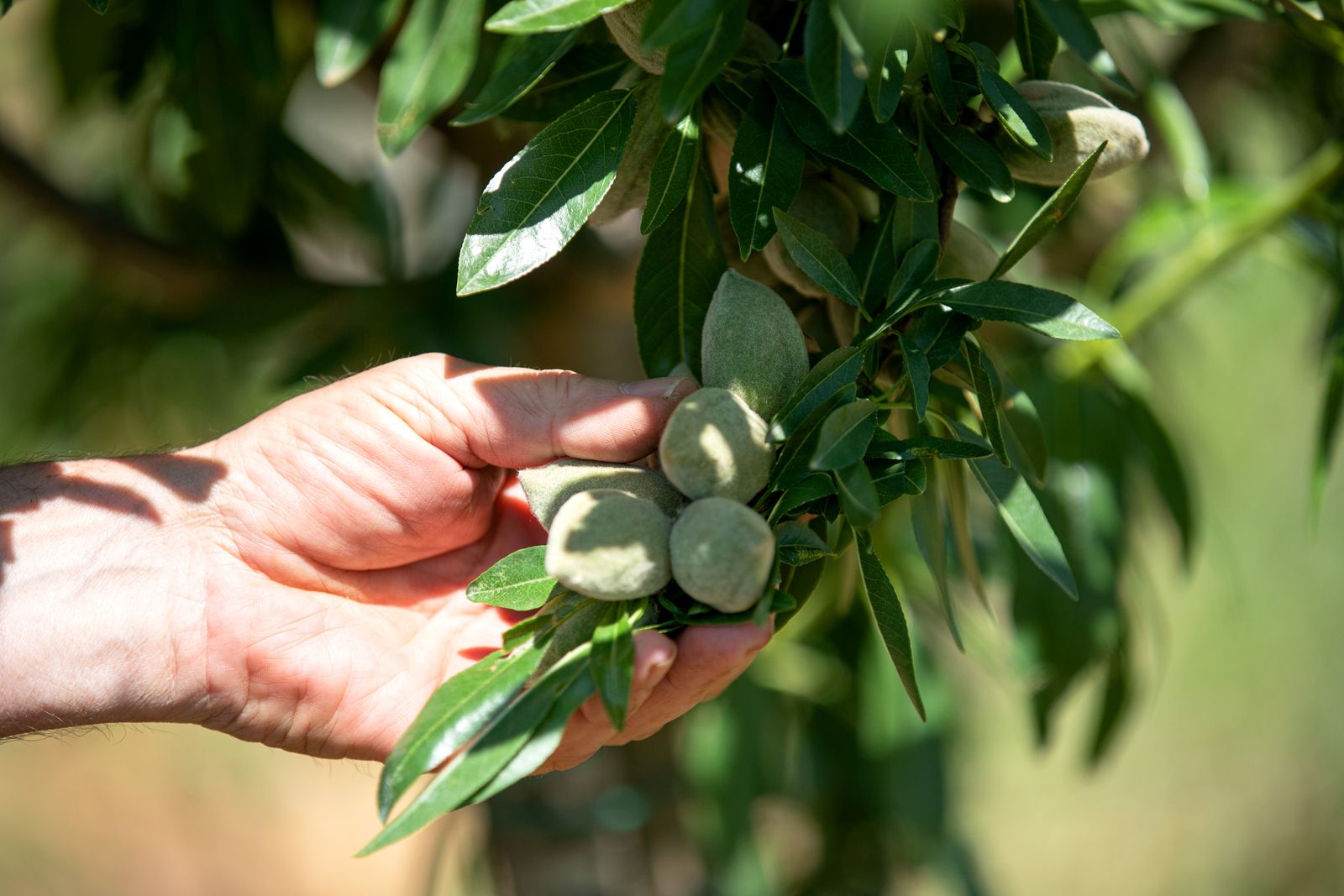 What happens when an irrigation system appears to be working—but the crop tells a different story?