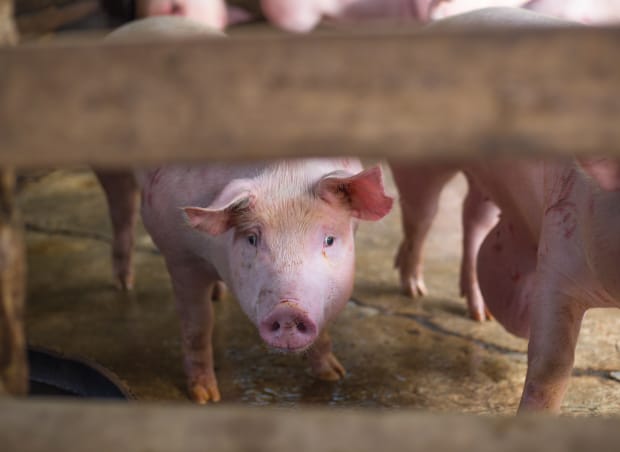 Subsurface Drip Irrigation for Effluent Application