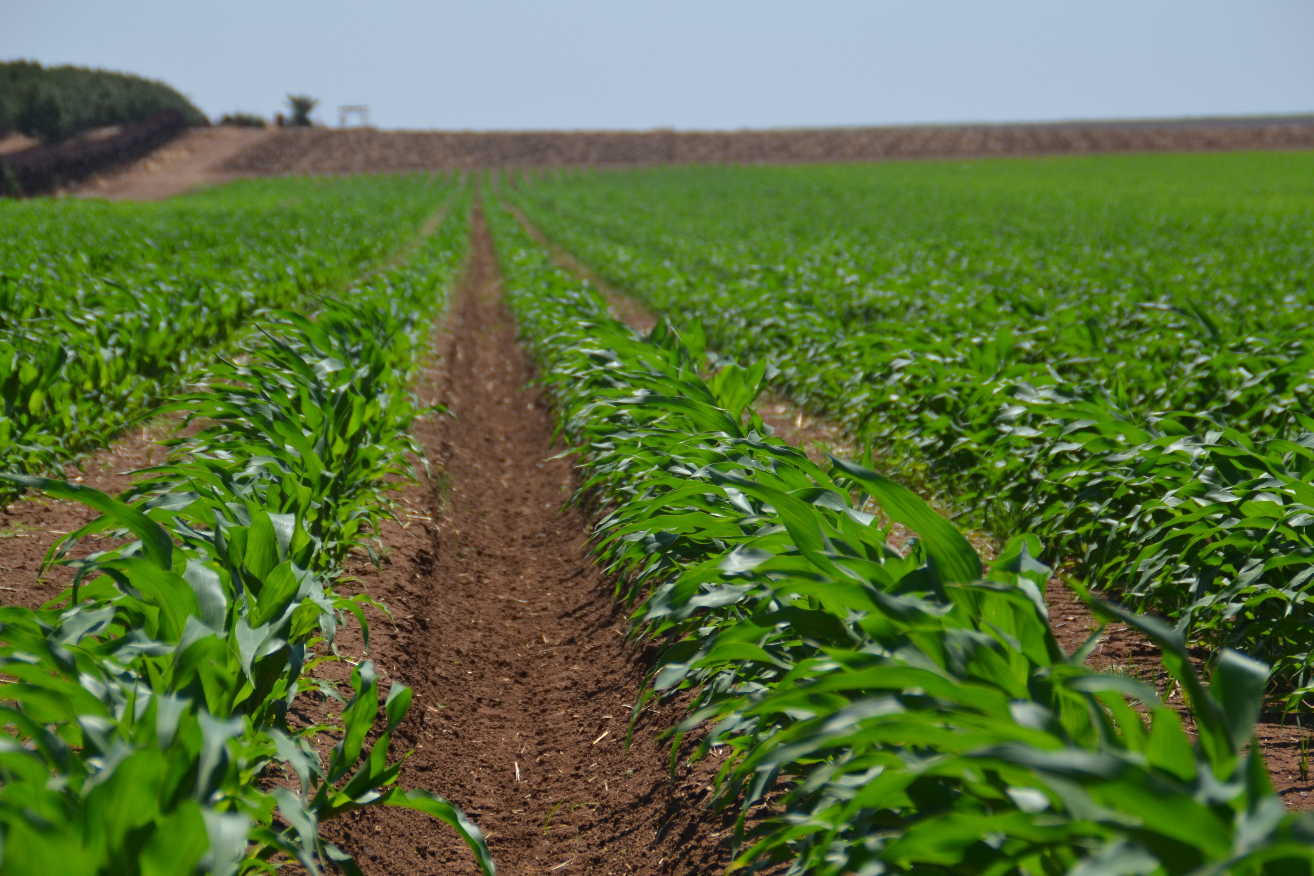 Irrigazione di precisione per pieno campo