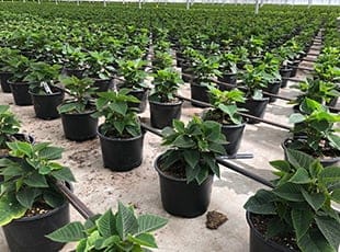 Recommendations for the Treatment of Drip Irrigation Systems with Acid