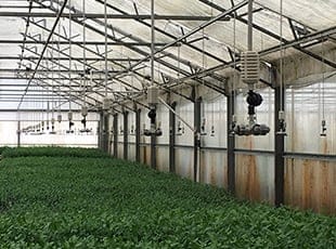 RECOMMENDATIONS FOR THE TREATMENT OF DRIP IRRIGATION SYSTEMS WITH CHLORINE