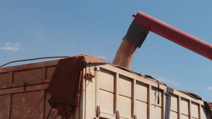 Boas práticas para uma colheita campeã