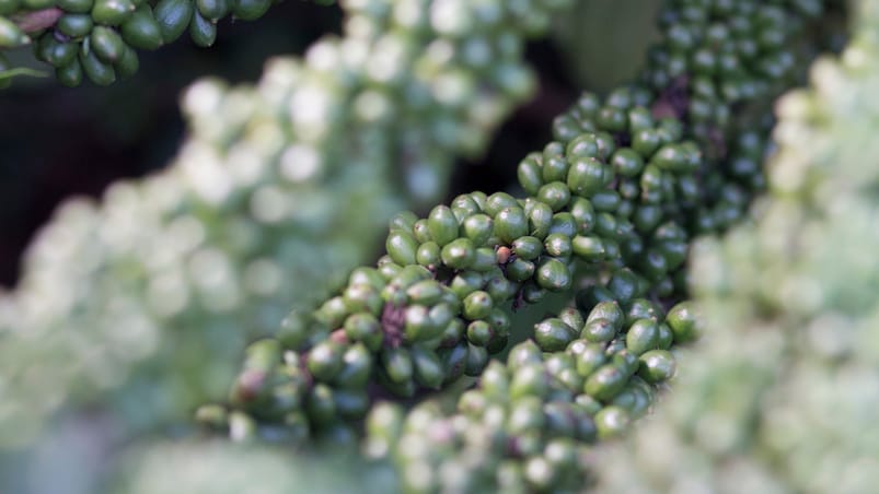 Irrigação Inteligente e Nutrirrigação, a solução para alcançar a produtividade que você sempre sonhou